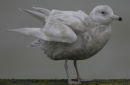 Glaucous Gull